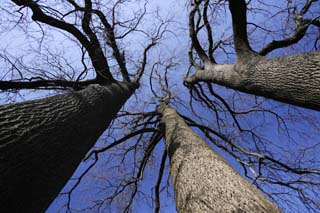 photo, la matière, libre, aménage, décrivez, photo de la réserve,Le ciel de trois frères, L'aboiement, ciel bleu, Feuilles baissées, arbre