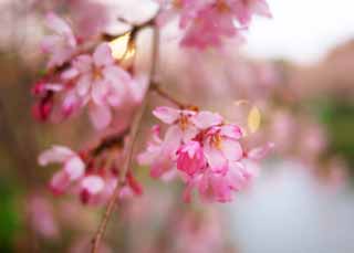 photo, la matière, libre, aménage, décrivez, photo de la réserve,Cherry Blossom couleur de Tainai, , , , 