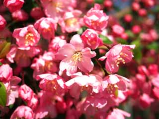 photo, la matière, libre, aménage, décrivez, photo de la réserve,Malus halliana, , , , 