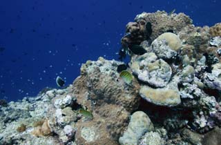 photo, la matière, libre, aménage, décrivez, photo de la réserve,Poisson tropique, Poisson tropique, Corail, , photographie sous-marine