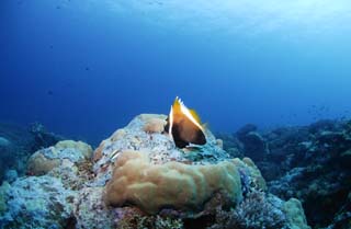 photo, la matière, libre, aménage, décrivez, photo de la réserve,Un récif corail et poisson tropique, récif corail, poisson, La mer, La surface de la mer