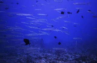 photo, la matière, libre, aménage, décrivez, photo de la réserve,Une école de poisson, foule, poisson, globe de l'oeil, Corail