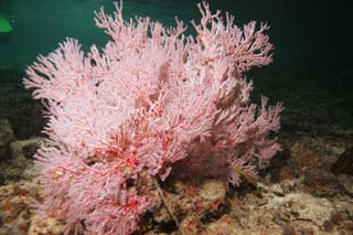 photo, la matière, libre, aménage, décrivez, photo de la réserve,Corail doux, Corail doux, sefan, La mer, Corail