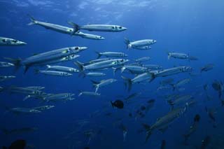 photo, la matière, libre, aménage, décrivez, photo de la réserve,Une école de poisson, La mer, Bleu, plante indigo, École de poisson