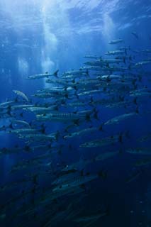 photo, la matière, libre, aménage, décrivez, photo de la réserve,Une école de barracuda, La mer, Bleu, Grand barracuda, École de poisson