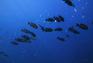 photo, la matière, libre, aménage, décrivez, photo de la réserve,Une école de poisson, La mer, Bleu, plante indigo, École de poisson