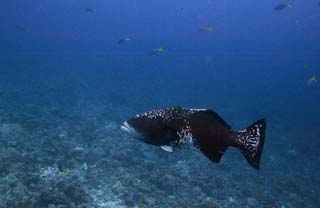 photo, la matière, libre, aménage, décrivez, photo de la réserve,Un poisson d'un grand jeu, La mer, Corail, , grand jeu