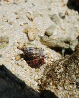 photo, la matière, libre, aménage, décrivez, photo de la réserve,Un petit bernard-l'ermite, bernard-l'ermite, , coquille, La mer