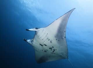 photo, la matière, libre, aménage, décrivez, photo de la réserve,Un vol d'une mante, mante, rayon, Dans la mer, photographie sous-marine