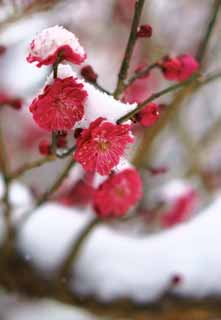 photo, la matière, libre, aménage, décrivez, photo de la réserve,La neige à Plum, , , , 