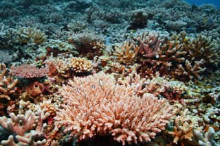 photo, la matière, libre, aménage, décrivez, photo de la réserve,Corail et poisson tropique, récif corail, Corail, Dans la mer, photographie sous-marine