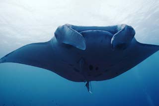 photo, la matière, libre, aménage, décrivez, photo de la réserve,Une mante et une rencontre, mante, Corail, Dans la mer, photographie sous-marine