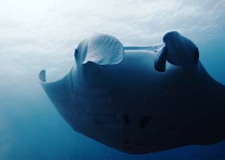 photo, la matière, libre, aménage, décrivez, photo de la réserve,Une mante, mante, Corail, Dans la mer, photographie sous-marine