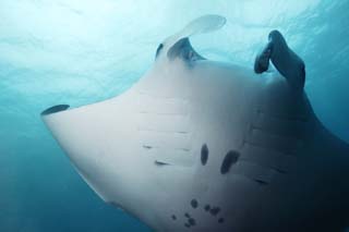 photo, la matière, libre, aménage, décrivez, photo de la réserve,Tourner d'une mante, mante, Corail, Dans la mer, photographie sous-marine