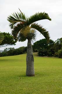 photo, la matière, libre, aménage, décrivez, photo de la réserve,Lagenicaulis Hyophorbe, cocotier, Lasi, paume, 