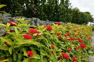 photo, la matière, libre, aménage, décrivez, photo de la réserve,Il y a le rouge, et c'est fleur et Ishigaki, Ishigaki, Structure, pierre, volcan