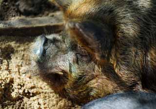 photo, la matière, libre, aménage, décrivez, photo de la réserve,Cochon, , , , 