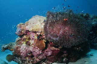 photo, la matière, libre, aménage, décrivez, photo de la réserve,Paradis d'une anémone de mer, , seanemone, poisson de l'anémone, Poisson tropique