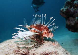 photo, la matière, libre, aménage, décrivez, photo de la réserve,Poisson de dinde Hana, Hanturkey pêchent, Lionfish, poisson de dinde, Poisson tropique