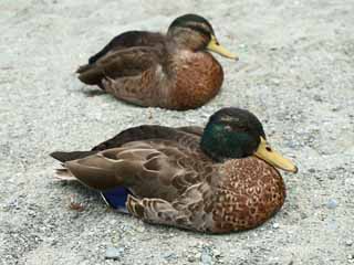 photo, la matière, libre, aménage, décrivez, photo de la réserve,Les canards, , , , 