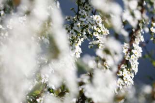 photo, la matière, libre, aménage, décrivez, photo de la réserve,Printemps de Spiraea, , spiraea, spirea, Dans le printemps