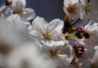 photo, la matière, libre, aménage, décrivez, photo de la réserve,Printemps d'un arbre de cerise Yoshino, arbre de la cerise, , , Arbre de cerise Yoshino