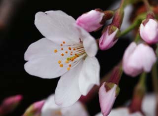 photo, la matière, libre, aménage, décrivez, photo de la réserve,Printemps d'un arbre de cerise Yoshino, arbre de la cerise, , , Arbre de cerise Yoshino