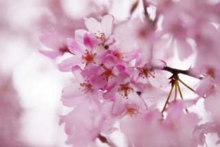 photo, la matière, libre, aménage, décrivez, photo de la réserve,Espace d'un arbre de la cerise pendant, arbre de la cerise, , , Je pends en bas, et c'est leurre