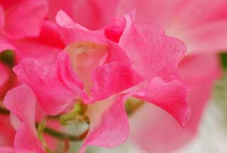 photo, la matière, libre, aménage, décrivez, photo de la réserve,Une danse de pois sucré rose, Rose, Pois sucré, pois sucré, pétale