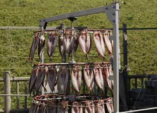 photo, la matière, libre, aménage, décrivez, photo de la réserve,Le maquereau Atka qui retourne, poisson, poisson séché, , Atkmackerel