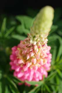 photo, la matière, libre, aménage, décrivez, photo de la réserve,Printemps d'un lupin, lupin, Rose, bourgeon, pétale