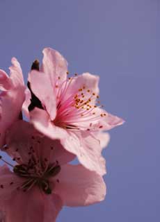 photo, la matière, libre, aménage, décrivez, photo de la réserve,Printemps d'un Hakuho, pêche, , , Rose