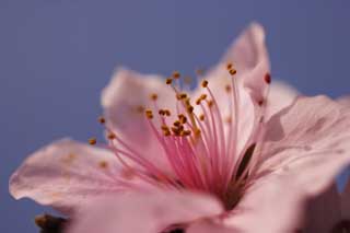 photo, la matière, libre, aménage, décrivez, photo de la réserve,Printemps d'un Hakuho, pêche, , , Rose