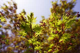 photo, la matière, libre, aménage, décrivez, photo de la réserve,Quand une feuille fleurit, fleur du viol, NanoHana, Jaune, 