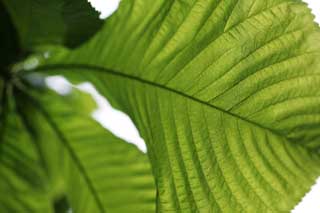 photo, la matière, libre, aménage, décrivez, photo de la réserve,Une grande feuille du vert frais, arbre de la cerise, pétale, , 