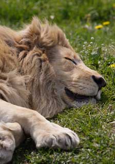 photo, la matière, libre, aménage, décrivez, photo de la réserve,Un sommeil d'un roi, lion, , LION, roi de bêtes