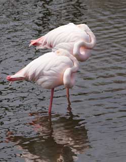 photo, la matière, libre, aménage, décrivez, photo de la réserve,Un flamant rose, , flamant rose, oiseau, Rose