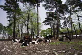 photo, la matière, libre, aménage, décrivez, photo de la réserve,Le décor qu'il y a une vache, , vache, , Holstein