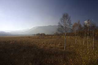 photo, la matière, libre, aménage, décrivez, photo de la réserve,Senjogahara dans la fin de chute, plaine de herbe, , Bouleau blanc, ciel bleu