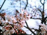 photo, la matière, libre, aménage, décrivez, photo de la réserve,Aérosol de fleurs de la cerise, fleur de la cerise, , , 