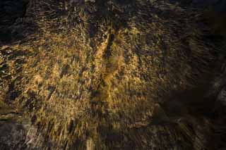 photo, la matière, libre, aménage, décrivez, photo de la réserve,Caverne de la stalactite d'Ishigaki-jima Île, caverne de la stalactite, Stalactite, Calcaire, caverne