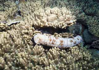 photo, la matière, libre, aménage, décrivez, photo de la réserve,Dans un repas du concombre de la mer, secucumber, , , photographie sous-marine