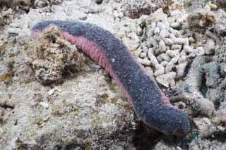 photo, la matière, libre, aménage, décrivez, photo de la réserve,Le concombre de mer qui est étrange, récif corail, secucumber, Ishigaki-jimIsland, 