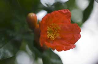 photo, la matière, libre, aménage, décrivez, photo de la réserve,Une fleur Zakuro, , grenade, , 