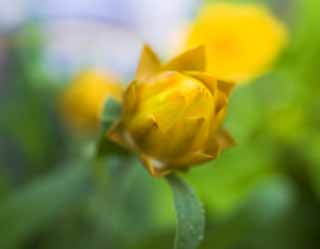 photo, la matière, libre, aménage, décrivez, photo de la réserve,Un point clé jaune mi, Jaune, bourgeon, point clé mi, 