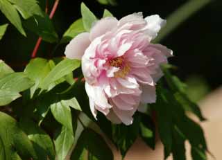 photo, la matière, libre, aménage, décrivez, photo de la réserve,Une pivoine, , Botan, pivoine, 