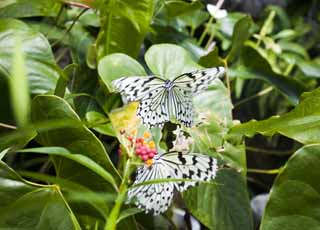 photo, la matière, libre, aménage, décrivez, photo de la réserve,Cour de papillon, papillon, , , 