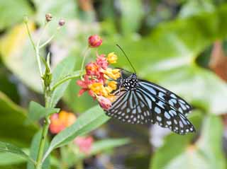 photo, la matière, libre, aménage, décrivez, photo de la réserve,Un repas d'un papillon, papillon, , , 