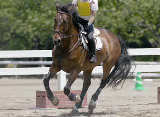 photo, la matière, libre, aménage, décrivez, photo de la réserve,Un cheval d'équitation, cheval, , La crinière, Naissance de la famille