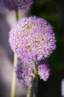 photo, la matière, libre, aménage, décrivez, photo de la réserve,Allium, Rose, allium, , 